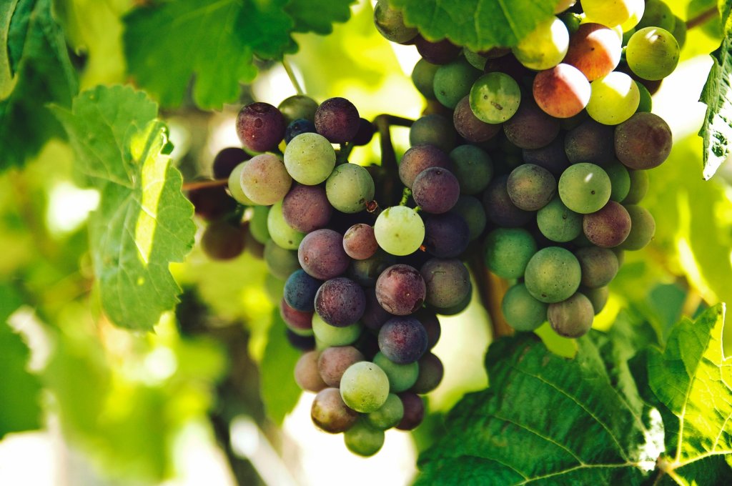 Un racimo de uvas en la vid, entre hojas verdes iluminadas por el sol; las uvas están en distintas etapas de maduración, unas verdes y otras moradas.